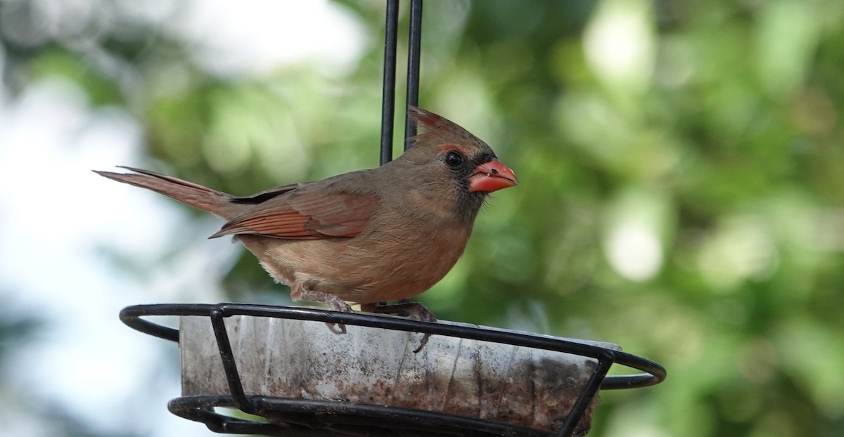 ショウジョウコウカンチョウ - ML647033622