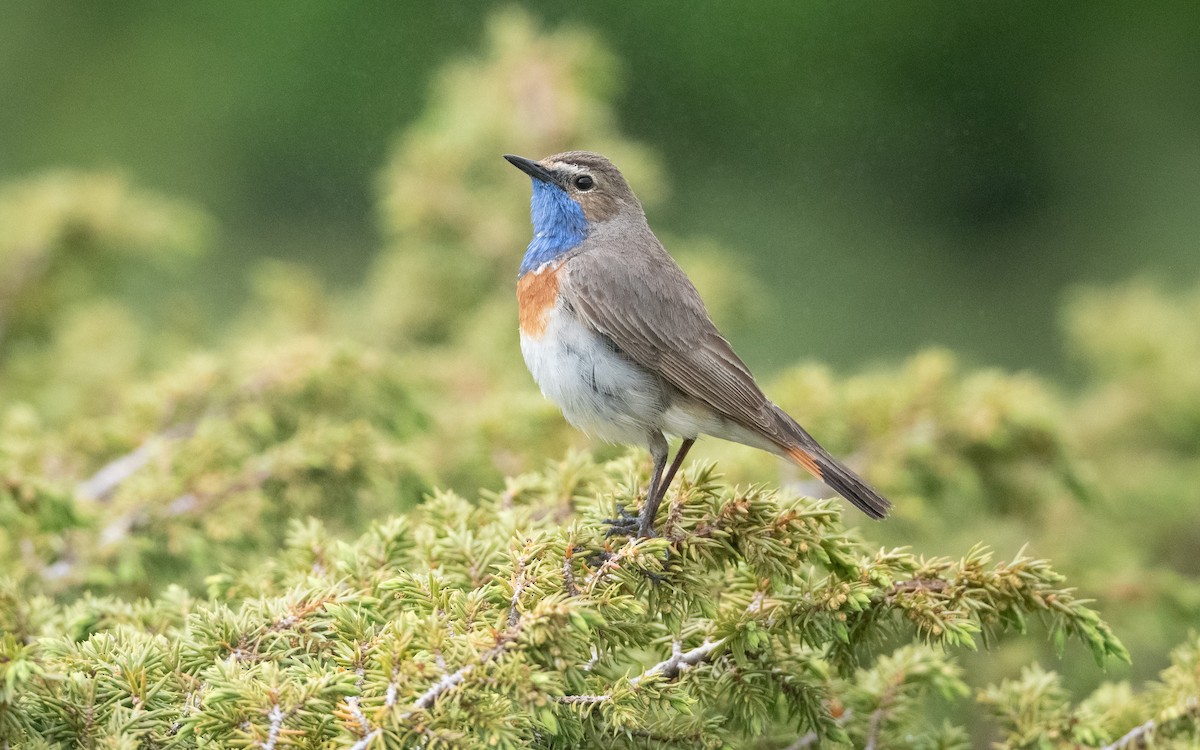 Синьошийка (підвид magna) - ML647033623