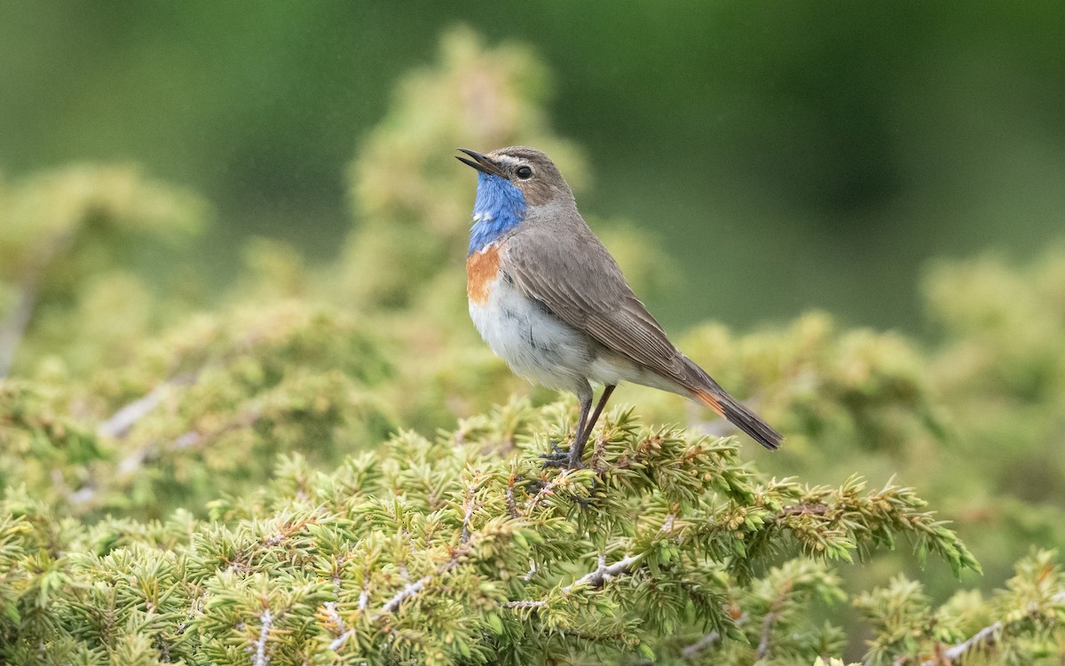 Синьошийка (підвид magna) - ML647033624