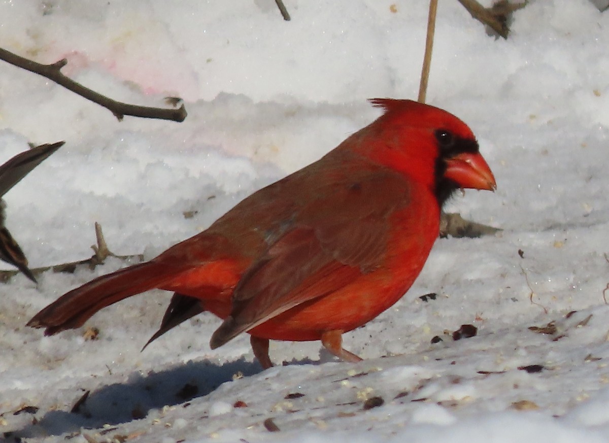 ショウジョウコウカンチョウ - ML647033625