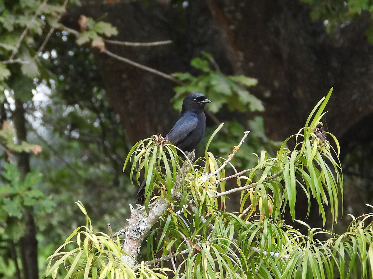 クロオウチュウ（adsimilis／fugax） - ML647033626