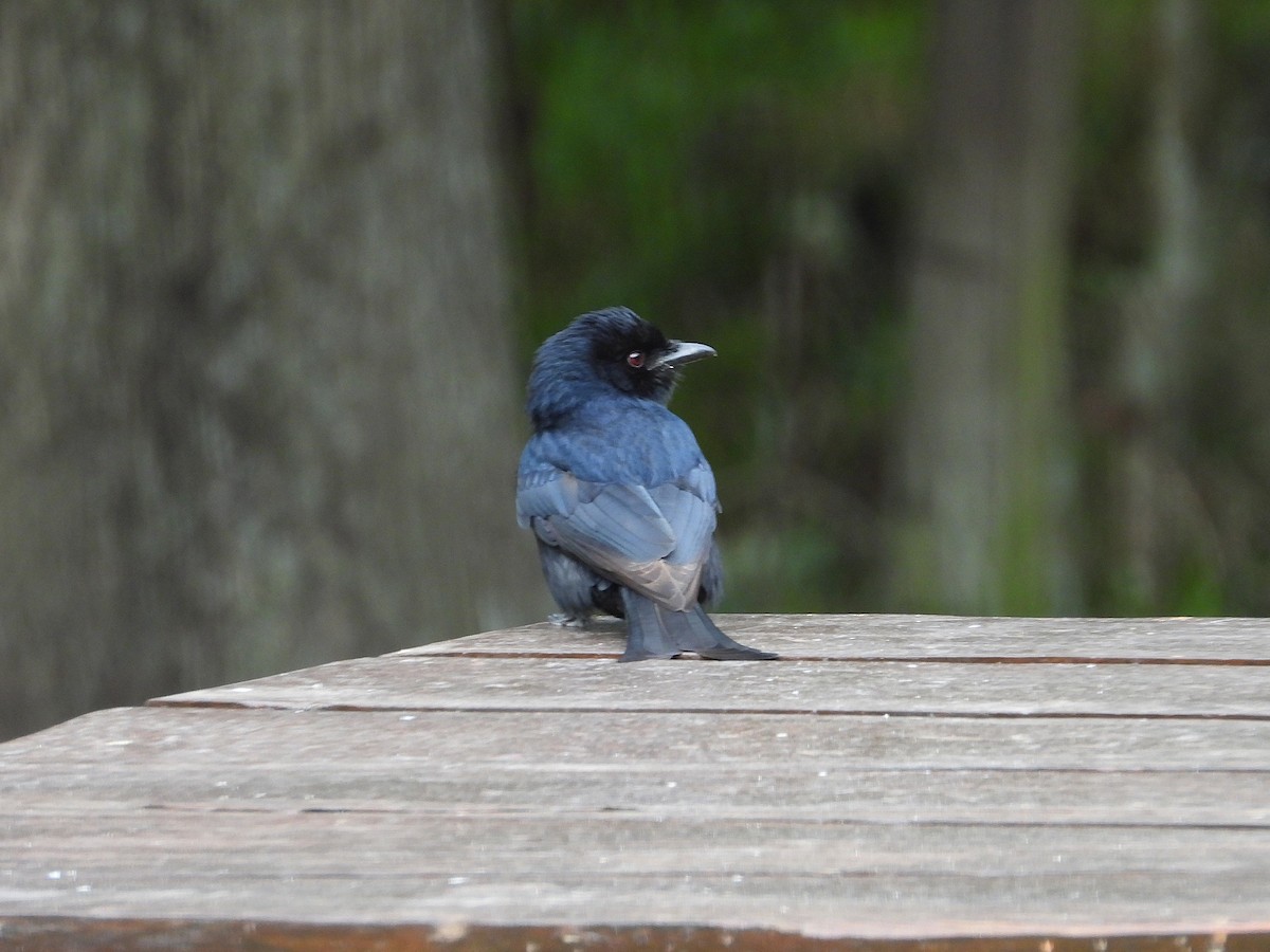 クロオウチュウ（adsimilis／fugax） - ML647033627
