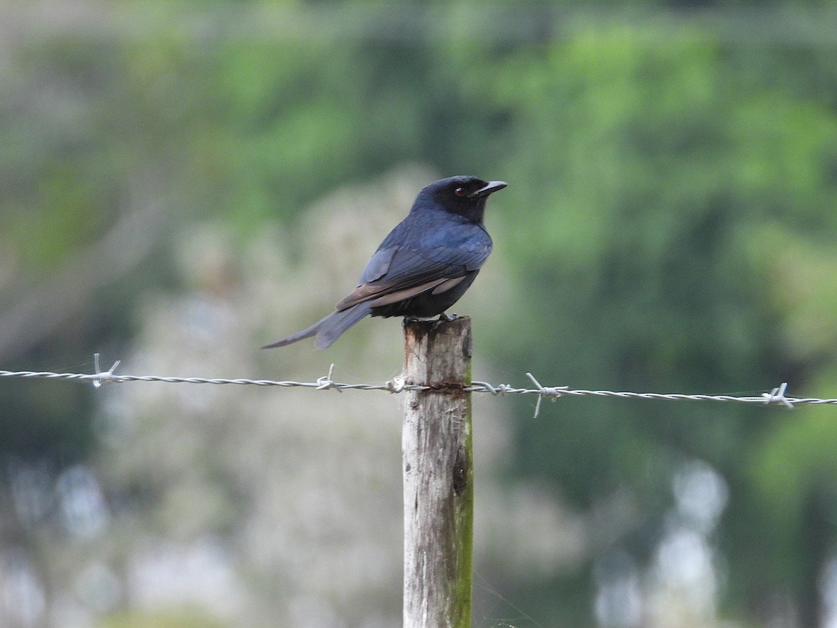 クロオウチュウ（adsimilis／fugax） - ML647033628