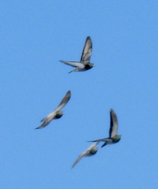 Rock Pigeon (Feral Pigeon) - ML647033629