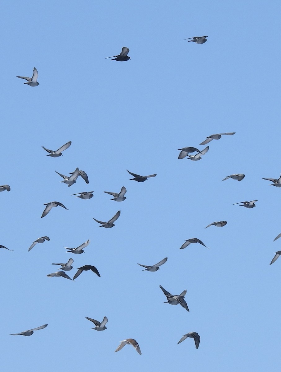 Rock Pigeon (Feral Pigeon) - ML647033630