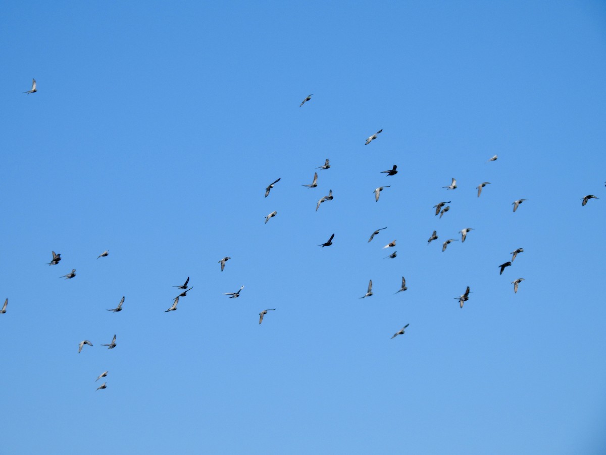 Rock Pigeon (Feral Pigeon) - ML647033631