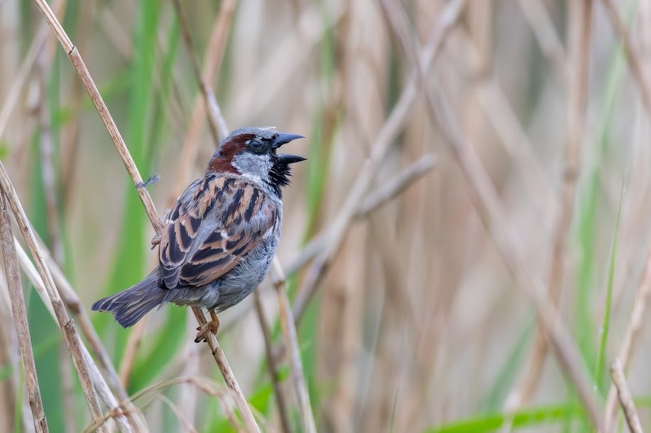 Gorrión Común - ML647033632
