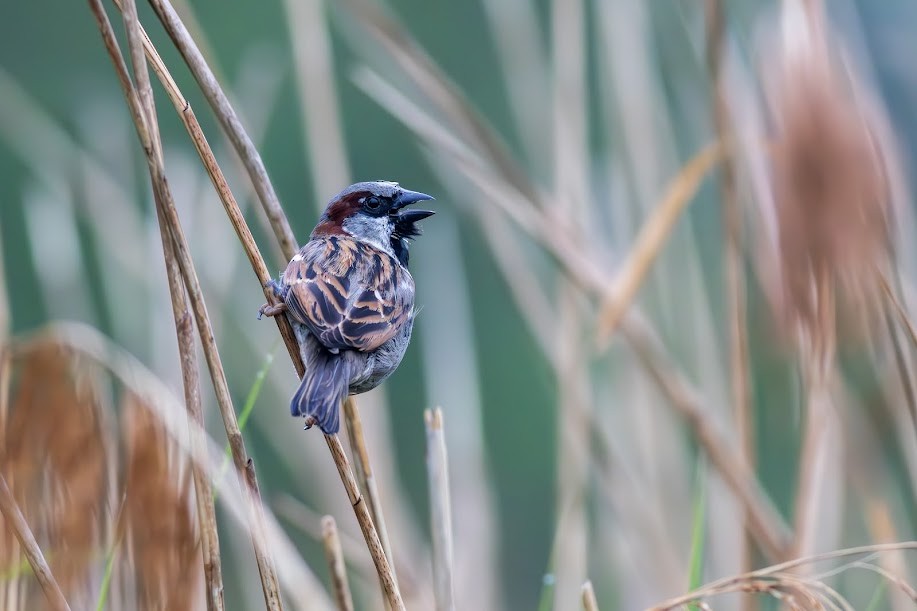 Gorrión Común - ML647033639