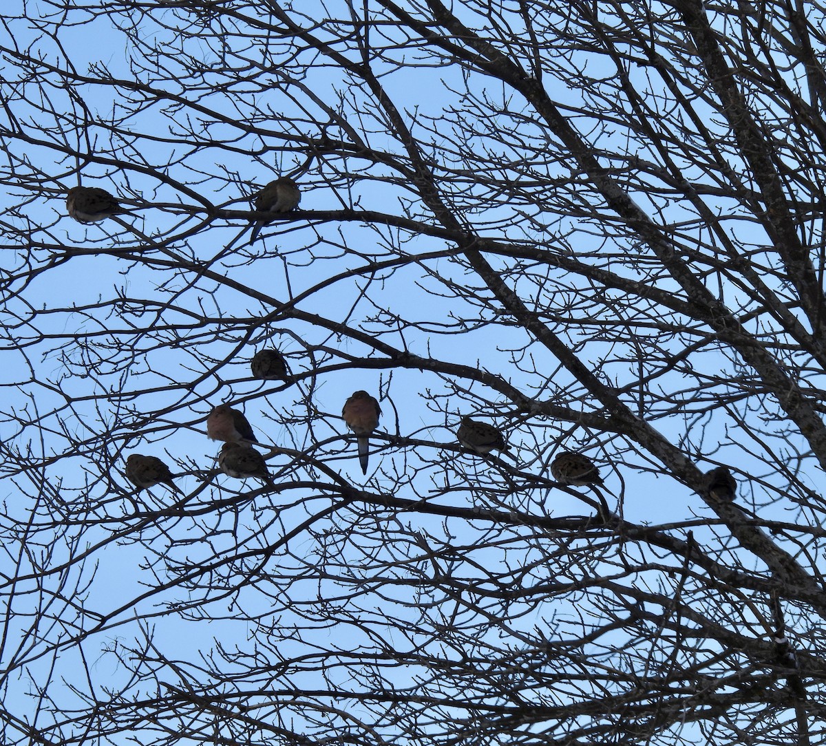 Mourning Dove - ML647033648