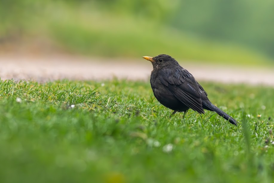 Eurasian Blackbird - ML647033650