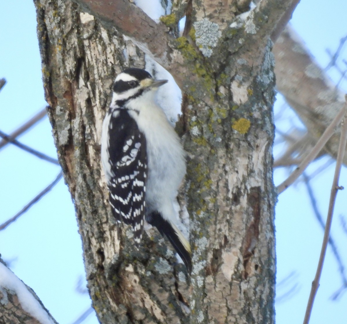 Downy Woodpecker - ML647033655