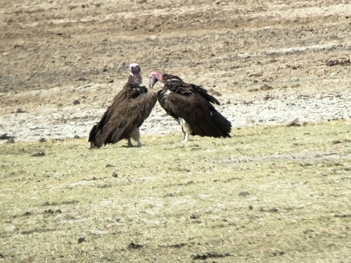 Lappet-faced Vulture - ML647033667