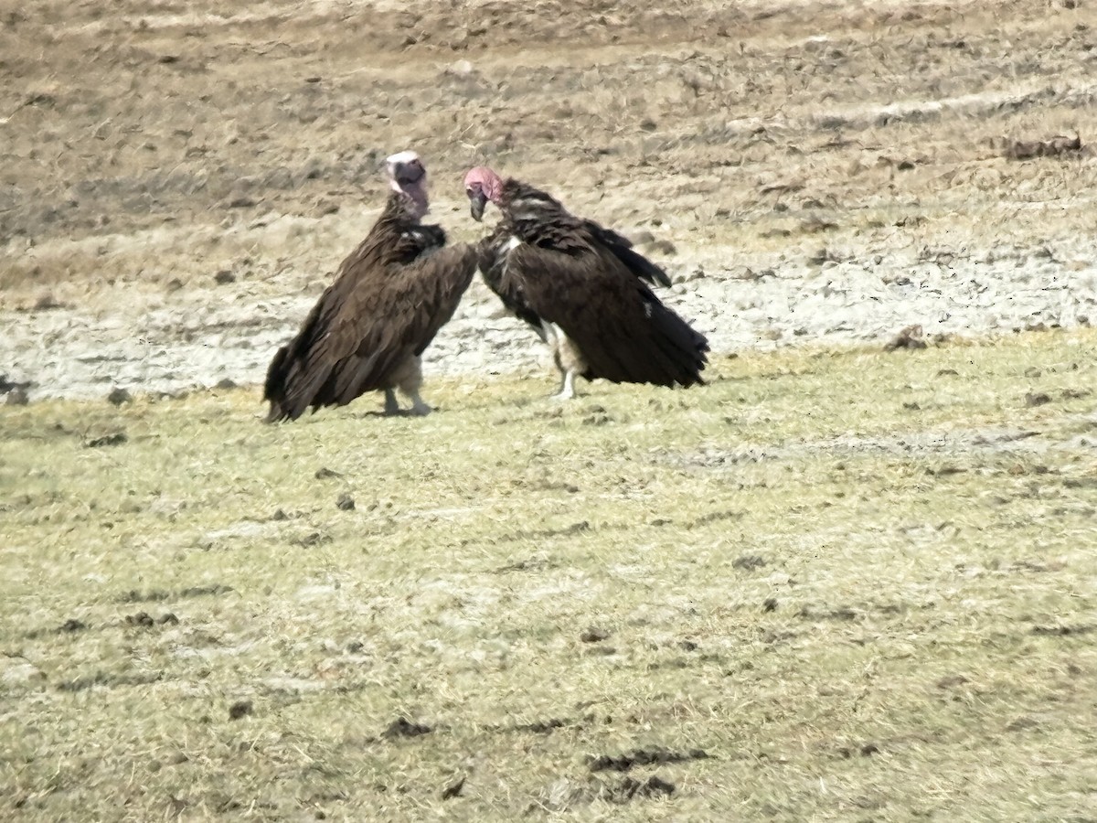 Lappet-faced Vulture - ML647033668