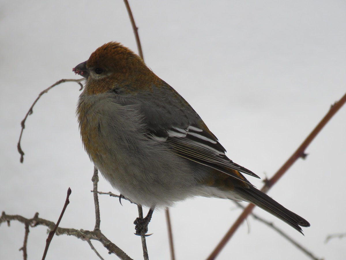פתיאלי אורנים - ML647033672