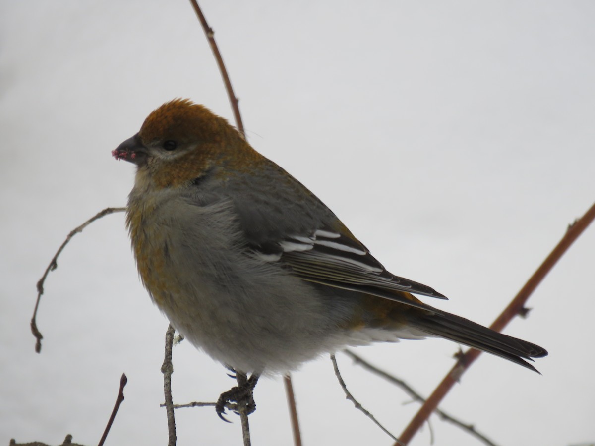 פתיאלי אורנים - ML647033674