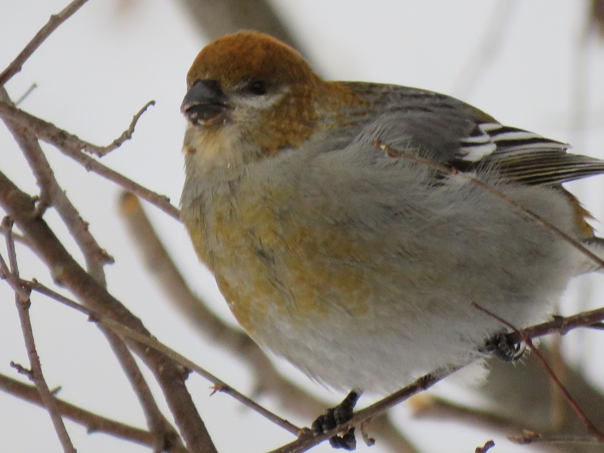 פתיאלי אורנים - ML647033675