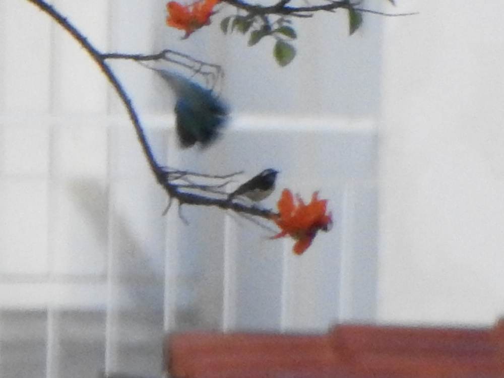 Sucrier à ventre jaune - ML647033676