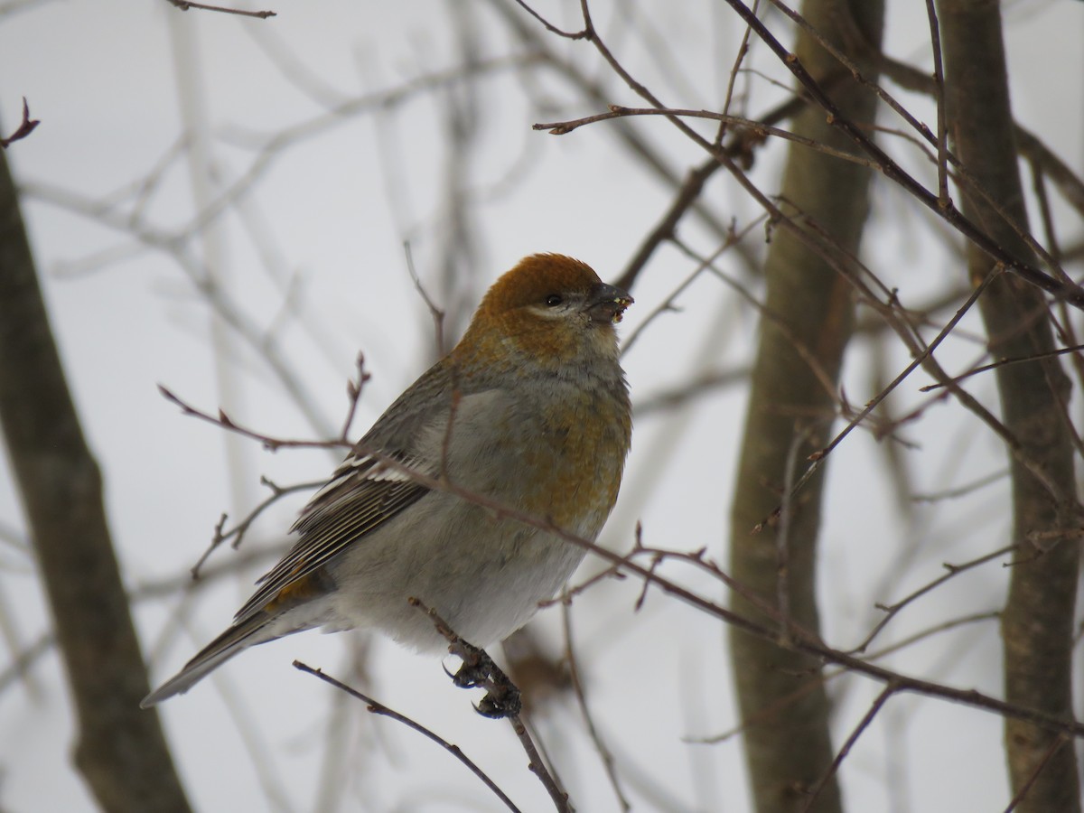פתיאלי אורנים - ML647033677