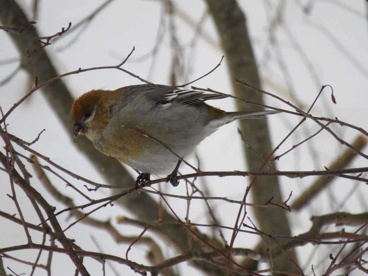 פתיאלי אורנים - ML647033678