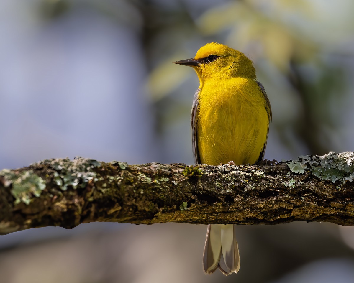 Blue-winged Warbler - ML647033688