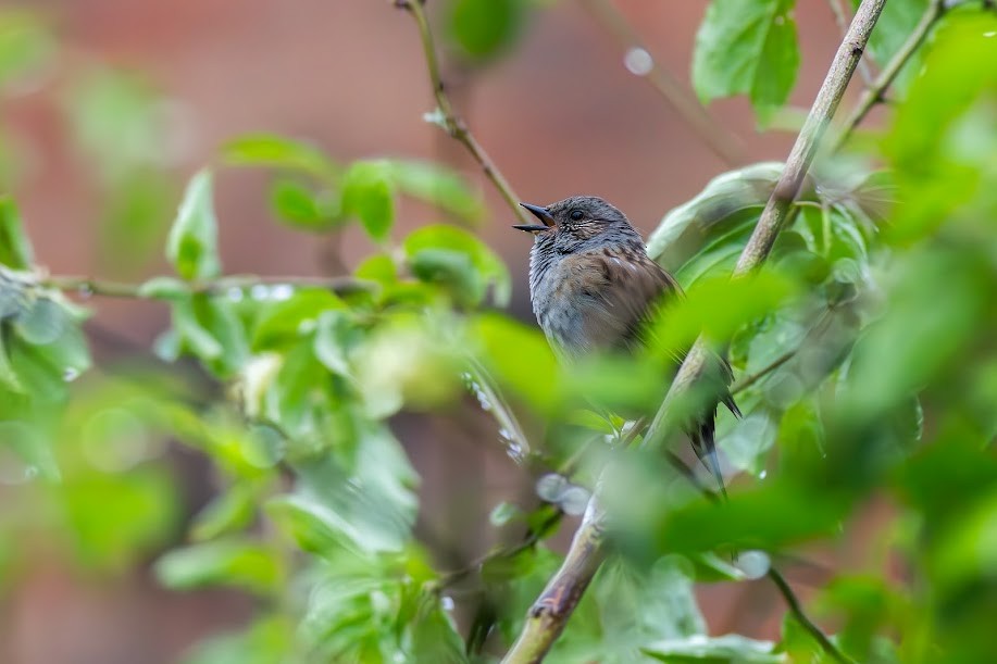 Accenteur mouchet - ML647033690