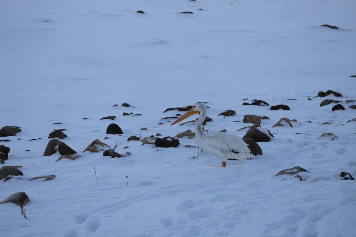 Nashornpelikan - ML647033692