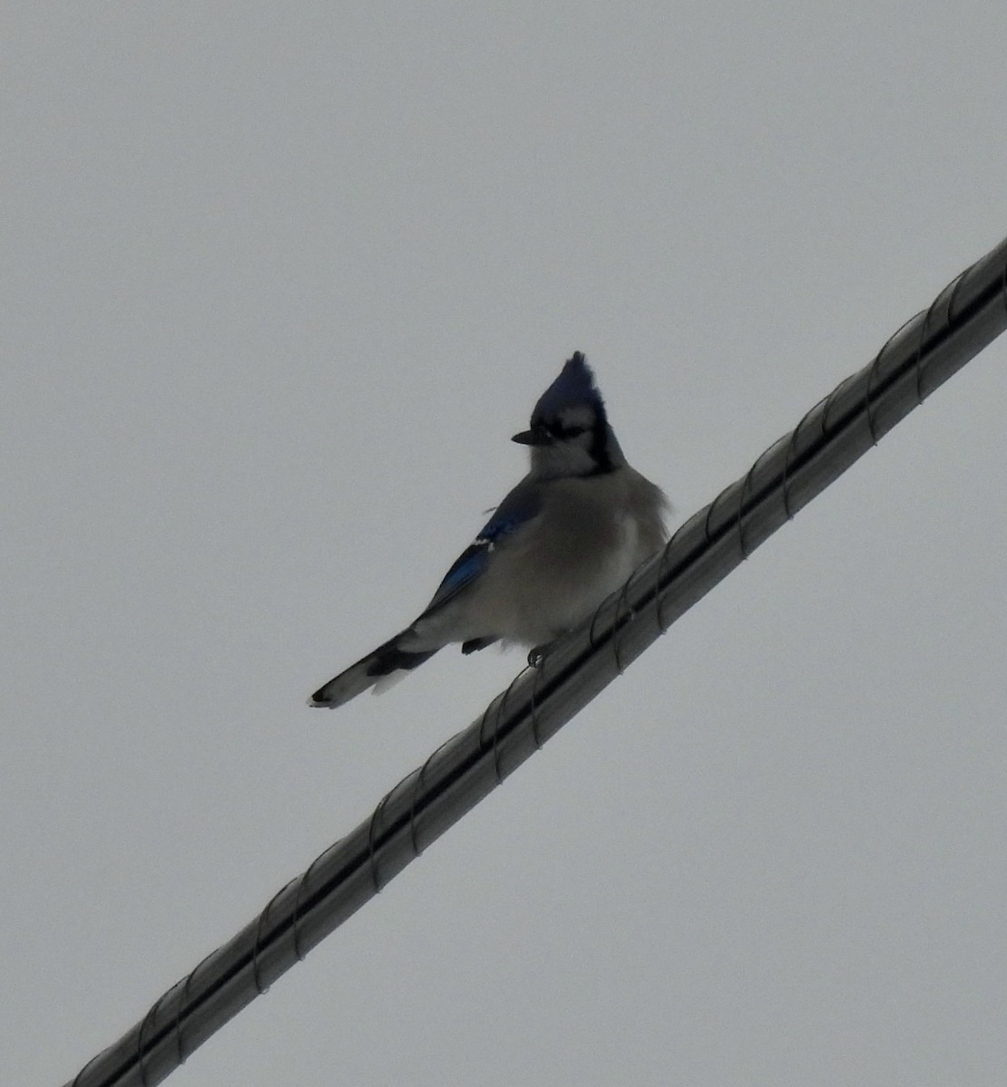 Blue Jay - ML647033694