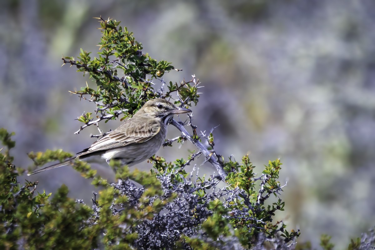 Gray-bellied Shrike-Tyrant - ML647033695