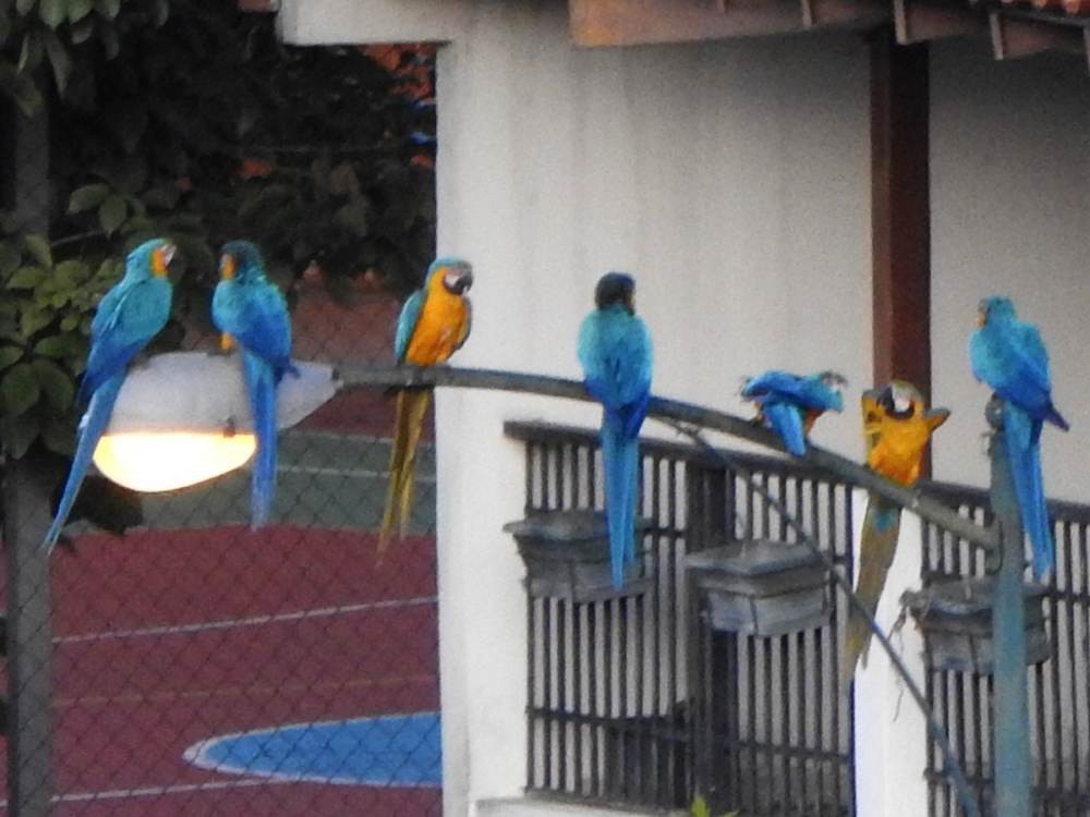 Blue-and-yellow Macaw - ML647033696
