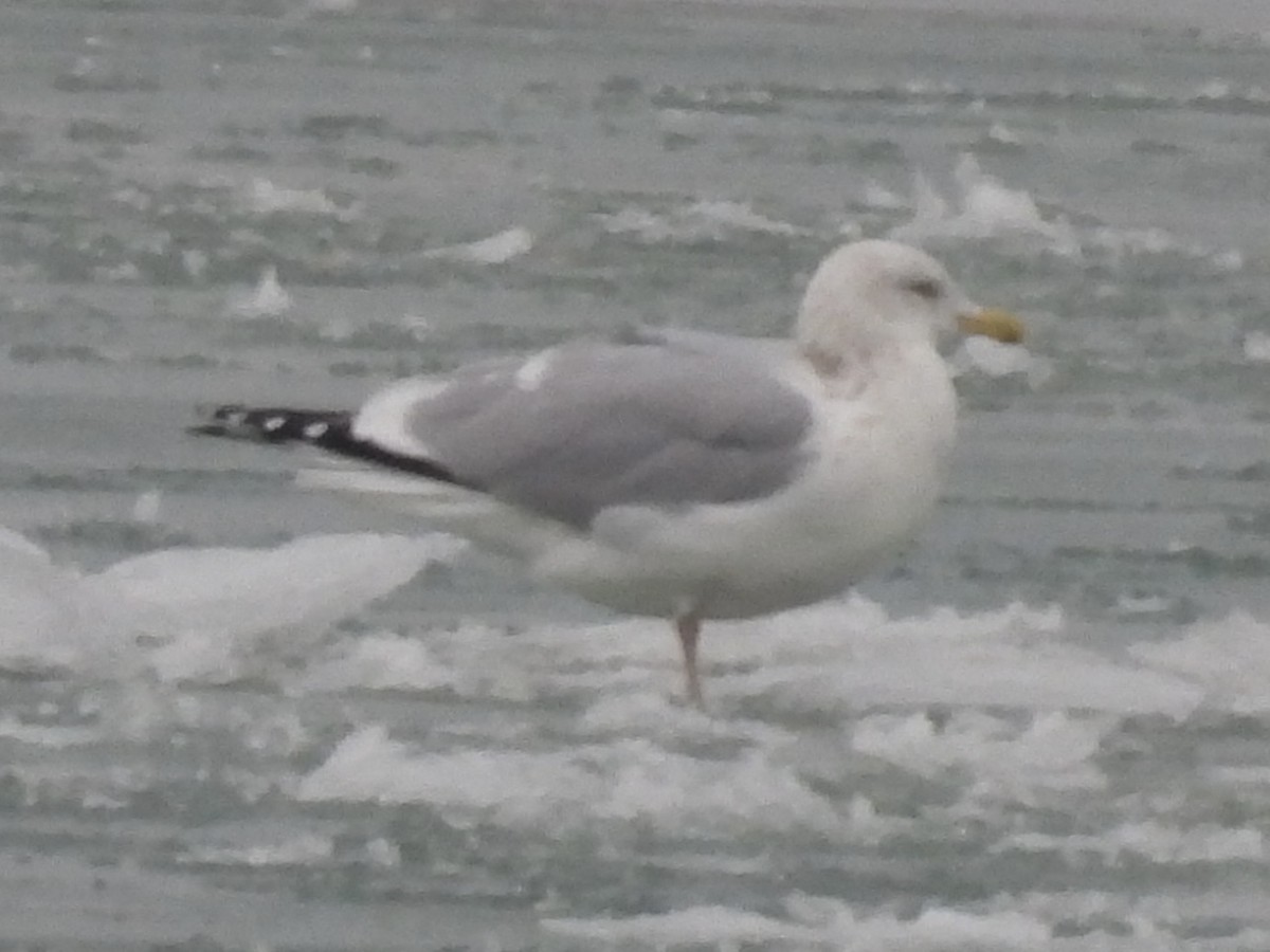 American Herring Gull - ML647033697
