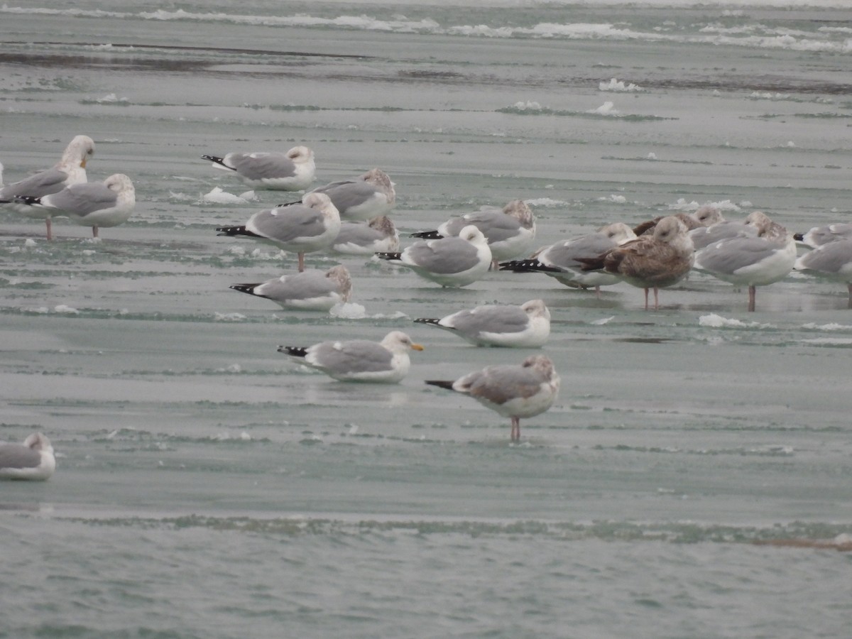 American Herring Gull - ML647033699