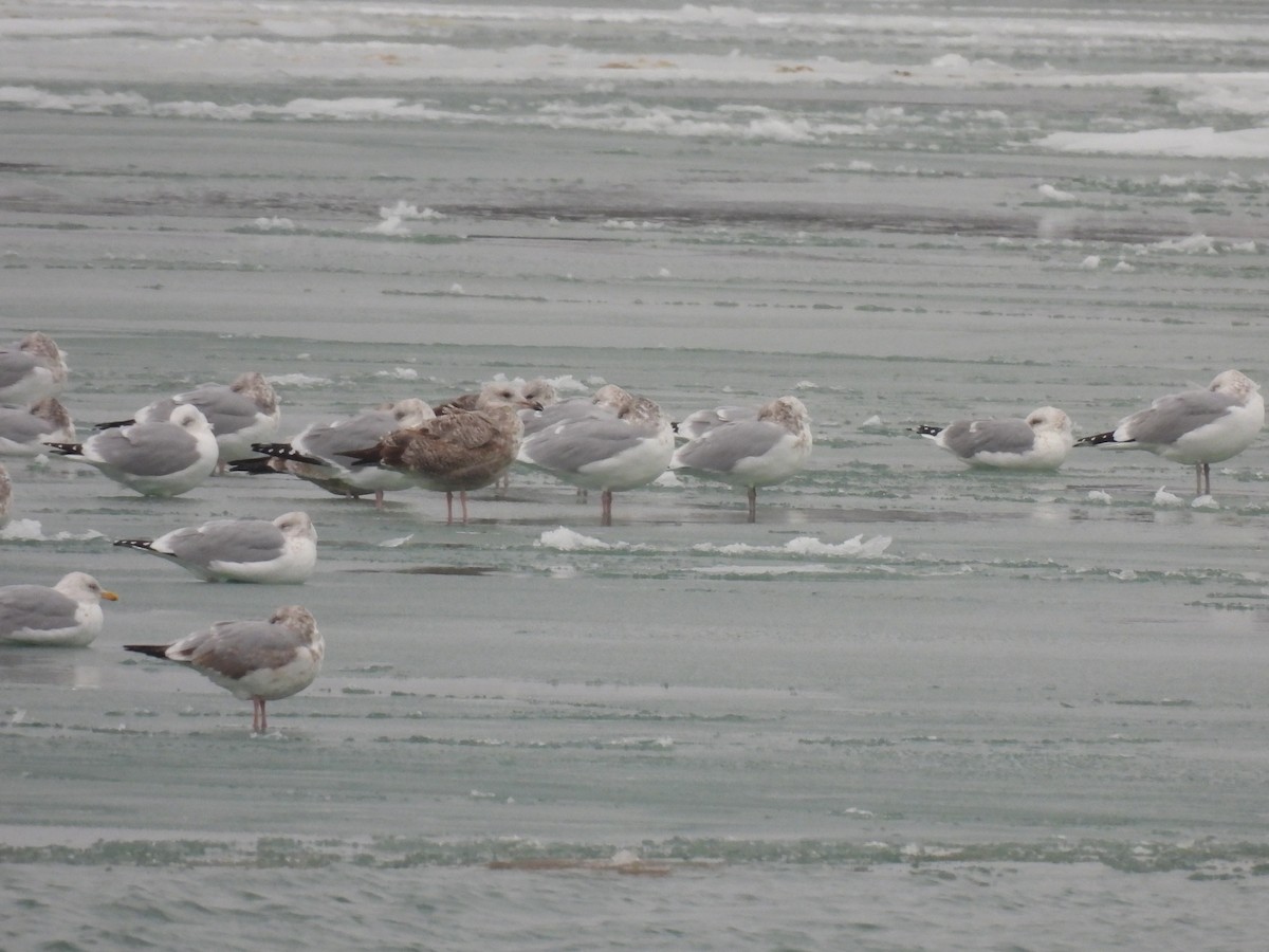 American Herring Gull - ML647033700