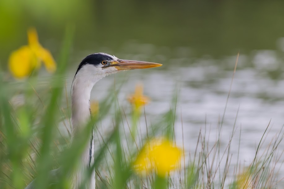 Gray Heron - ML647033702