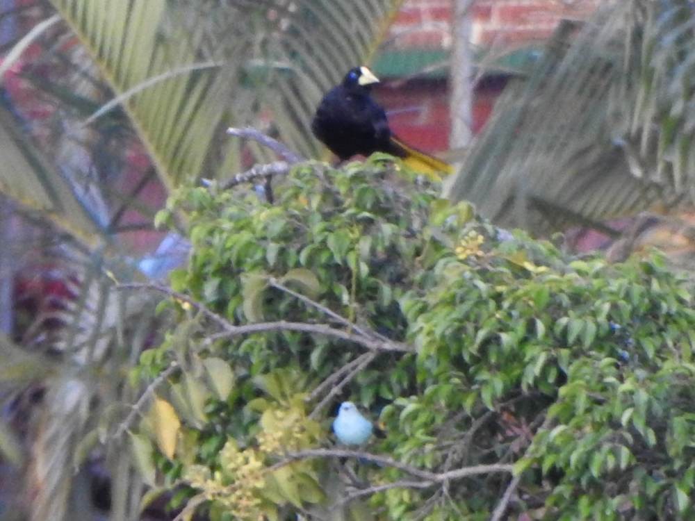 Crested Oropendola - ML647033703