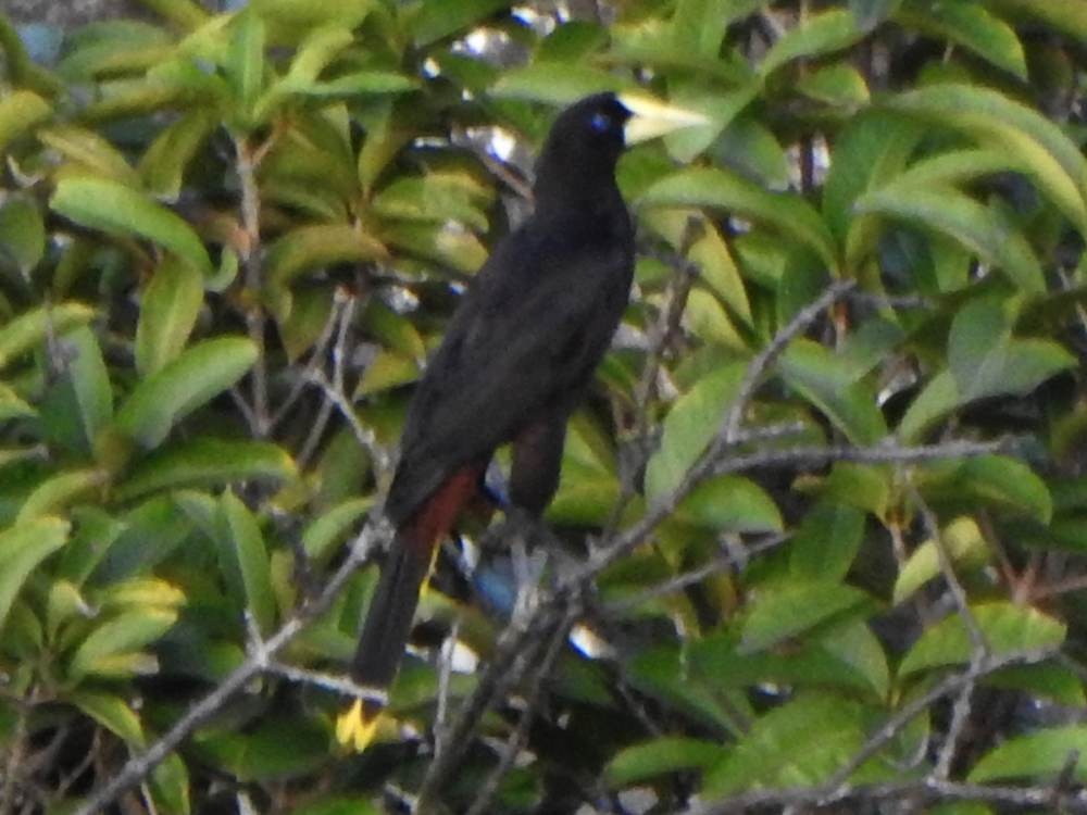 Crested Oropendola - ML647033704