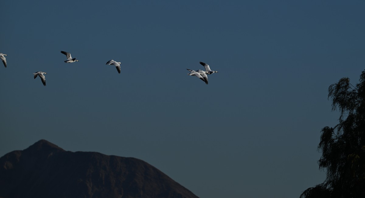 Snow Goose - ML647033705