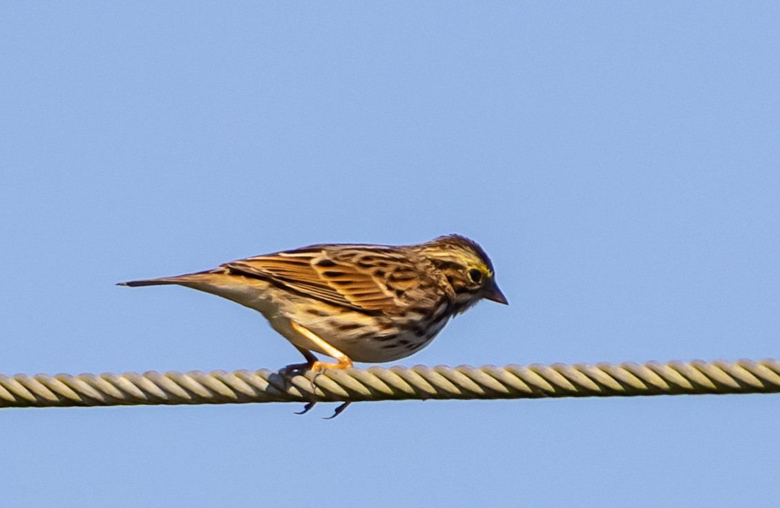 Savannah Sparrow - ML647033707