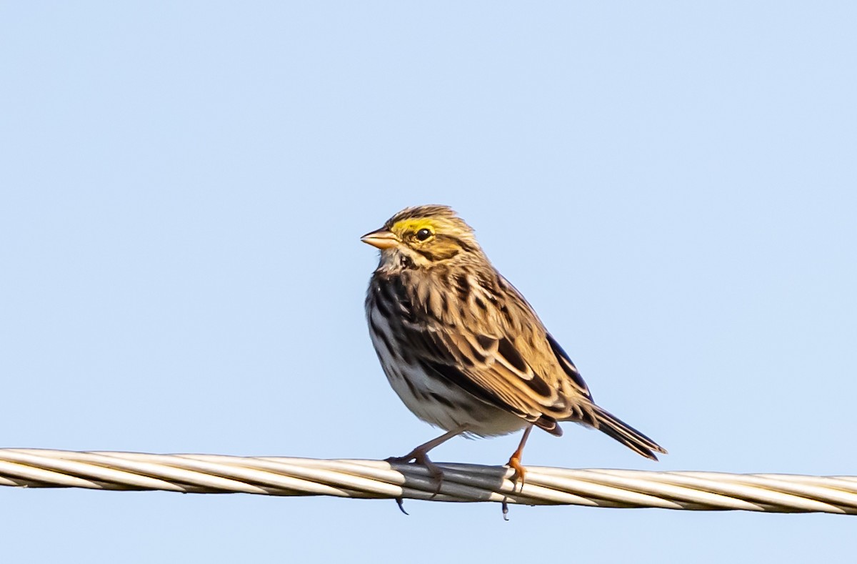 Savannah Sparrow - ML647033708