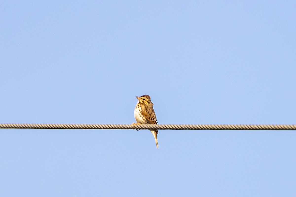 Savannah Sparrow - ML647033709