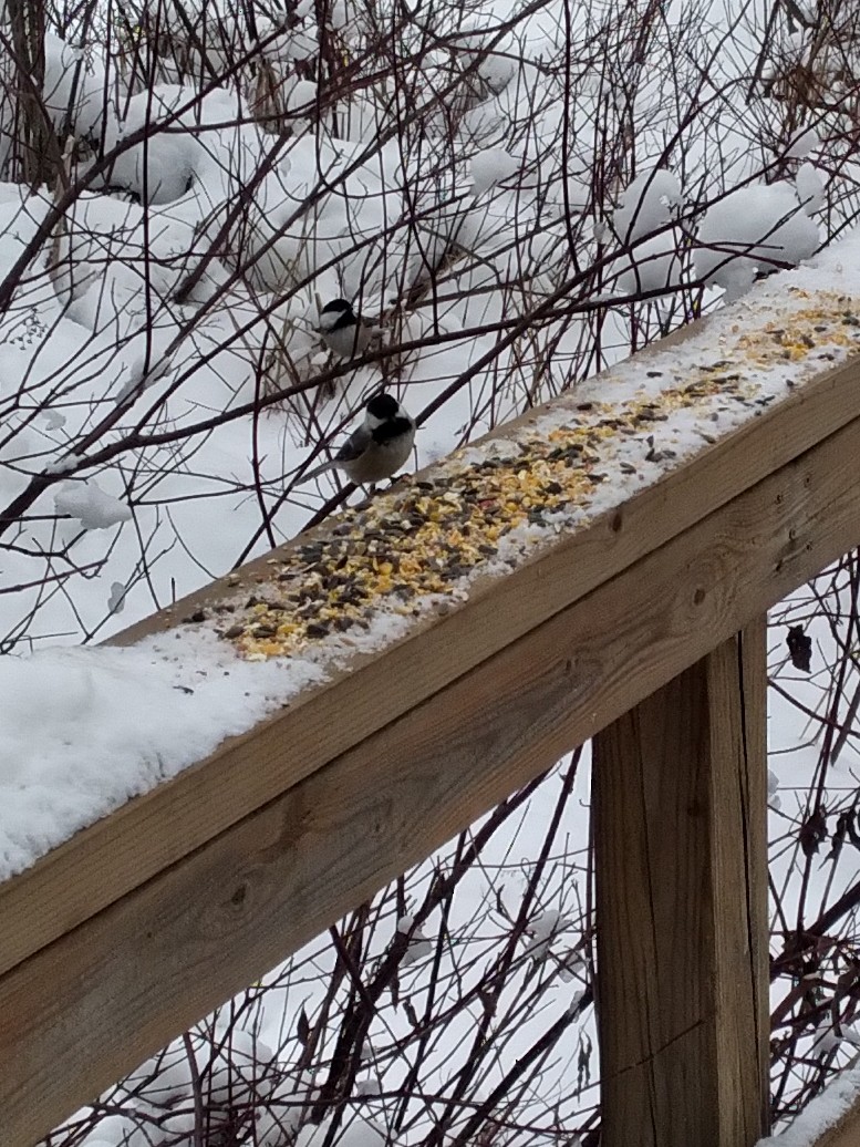 Black-capped Chickadee - ML647033710