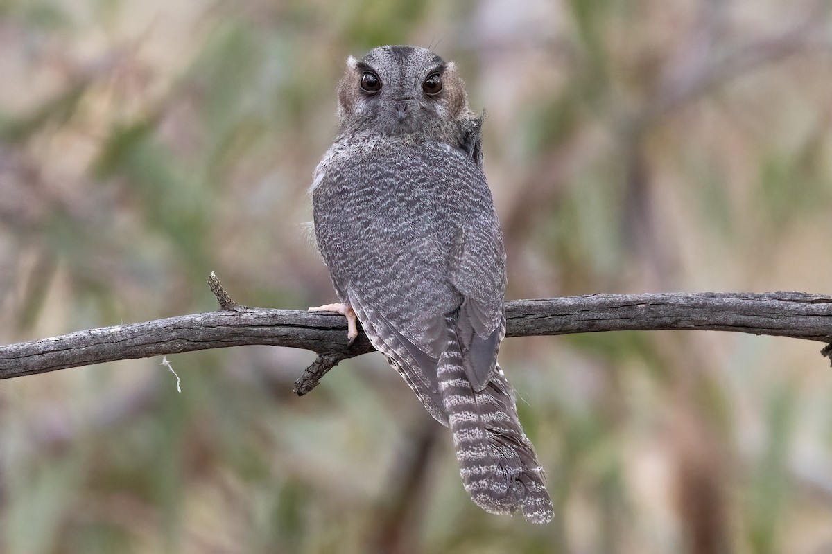 Australian Owlet-nightjar - ML647033711