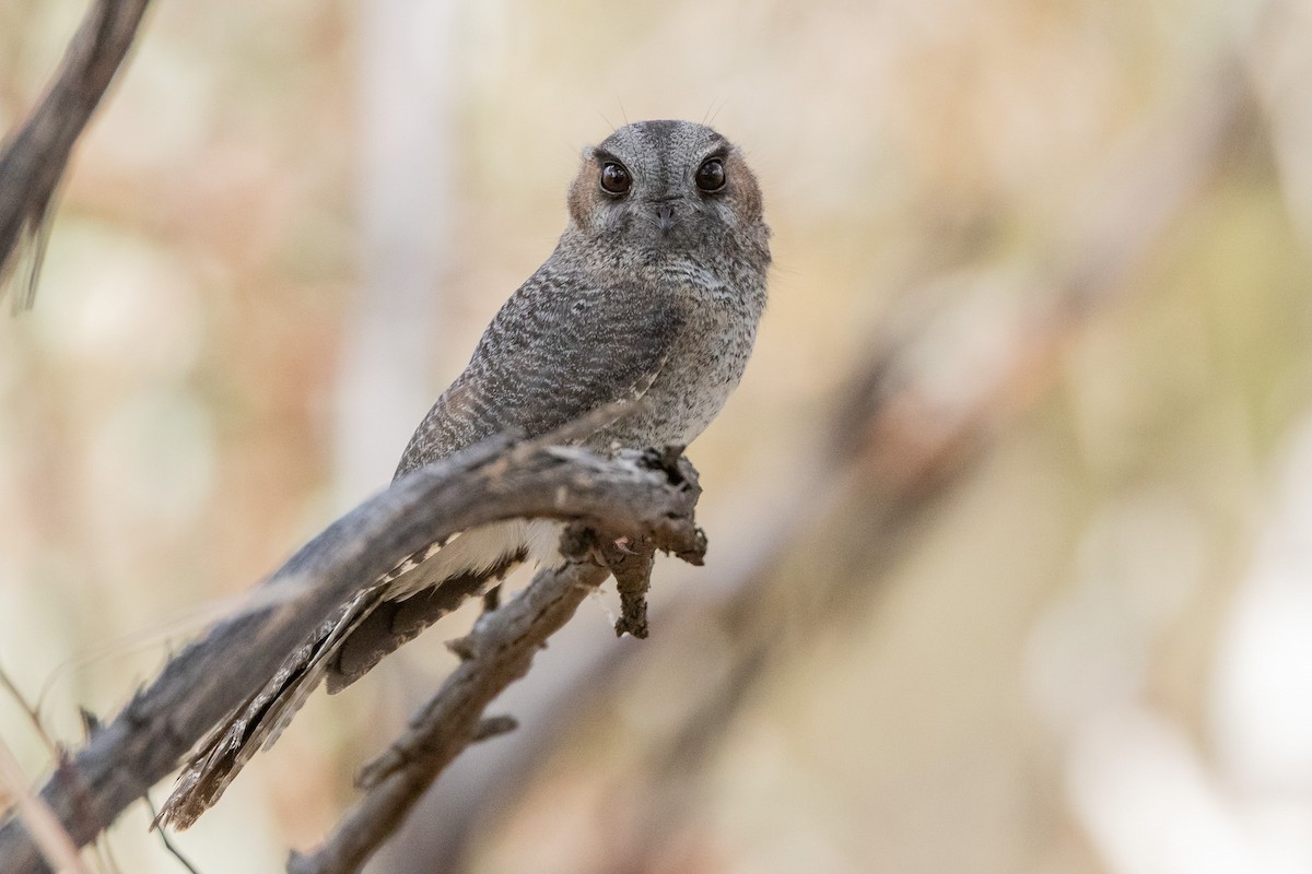Australian Owlet-nightjar - ML647033712
