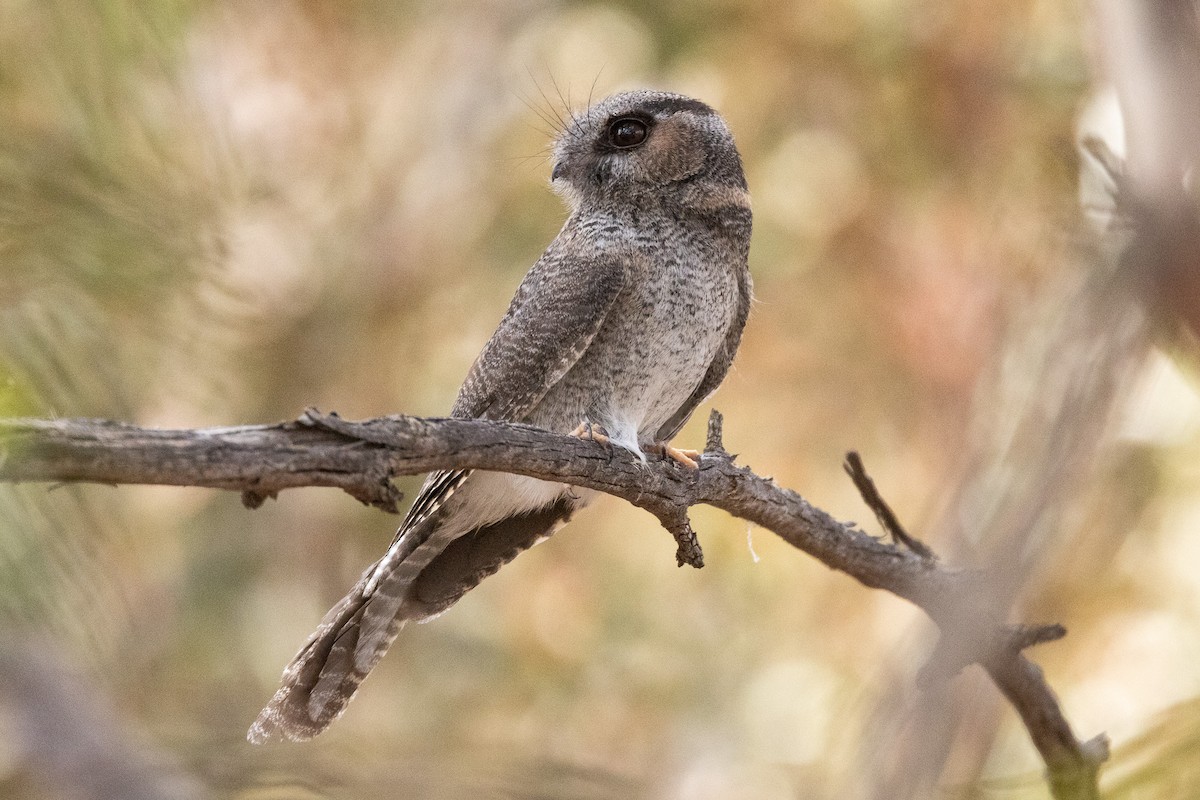 Australian Owlet-nightjar - ML647033713