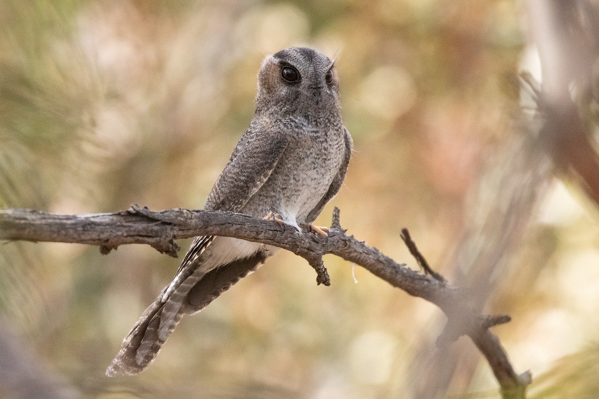 Australian Owlet-nightjar - ML647033714