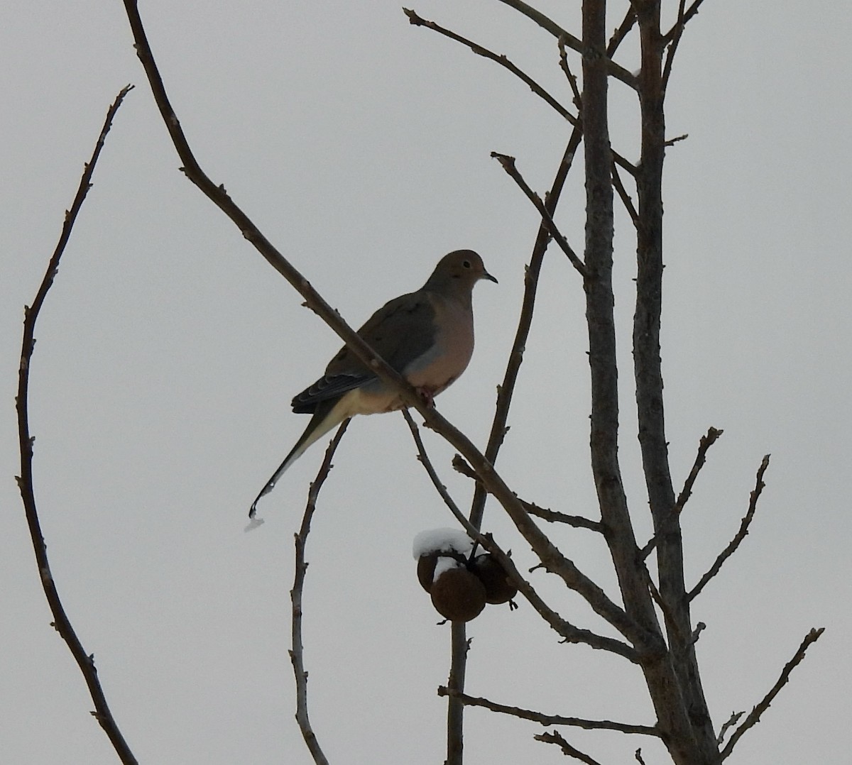 Mourning Dove - ML647033715