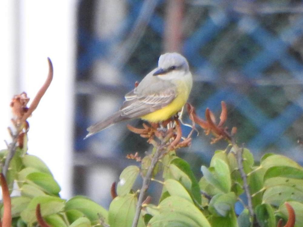 Tropical Kingbird - ML647033716