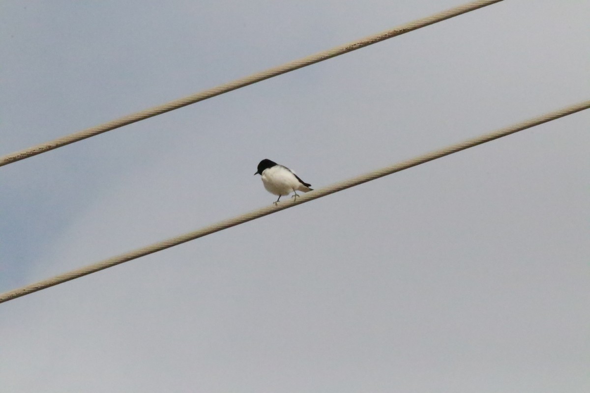 Hume's Wheatear - ML647033717