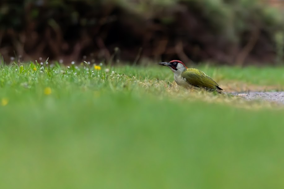 Eurasian Green Woodpecker - ML647033719