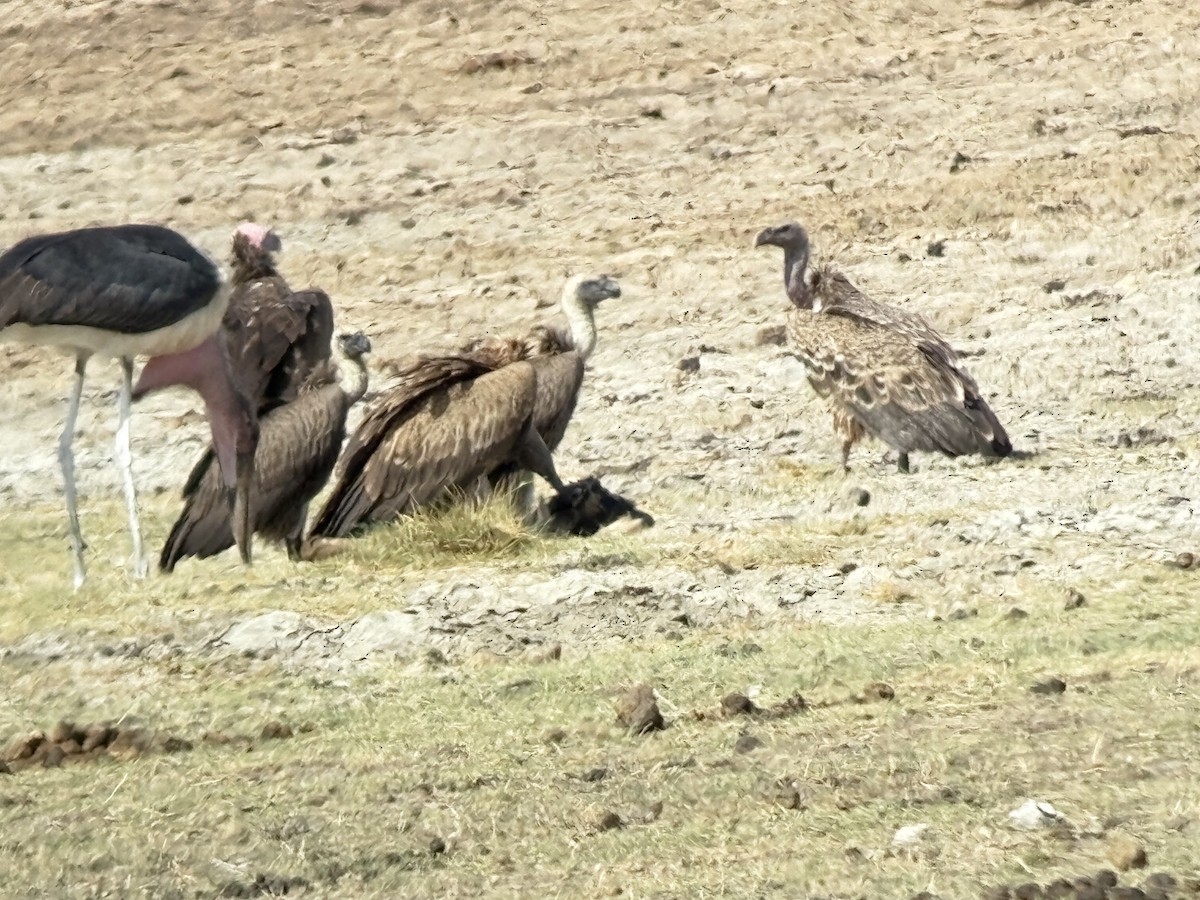 White-backed Vulture - ML647033720