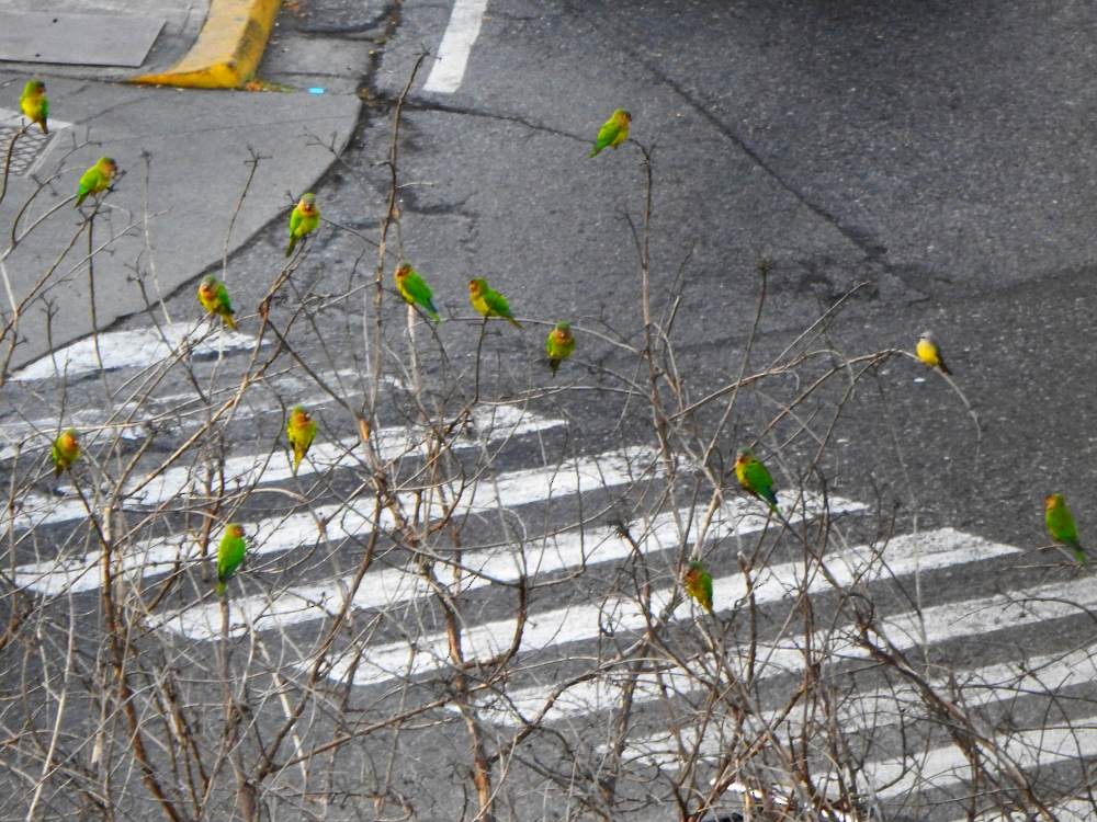 Brown-throated Parakeet - ML647033721